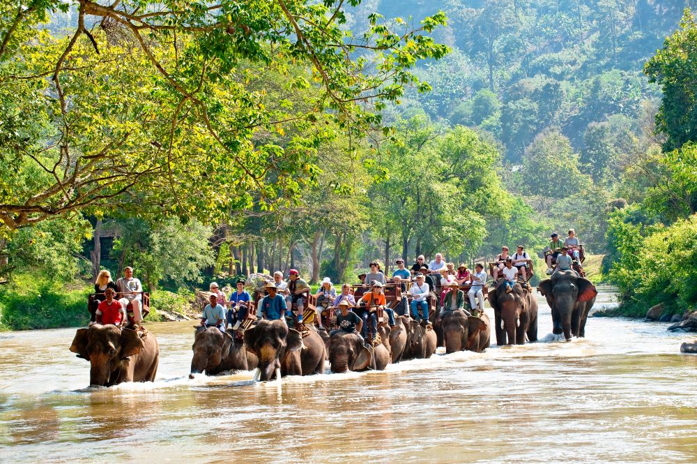 ปางช้างแม่แตง จังหวัดเชียงใหม่